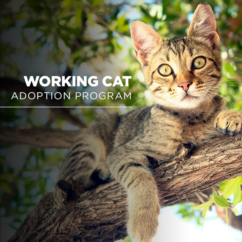 Adopting an Outdoor Cat: Essential Tips for a Happy Feline