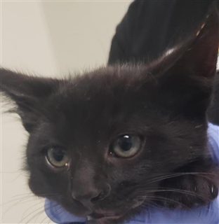 FAKE V REAL Nike Hypervenom Phantom III YouTube