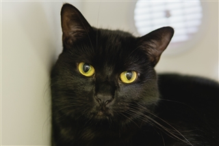 nike phantom vision academy df tf yellow blue shoes