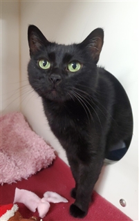 CHUTEIRA PHANTOM VISION CLUB INFANTIL TAM 33 AO 36