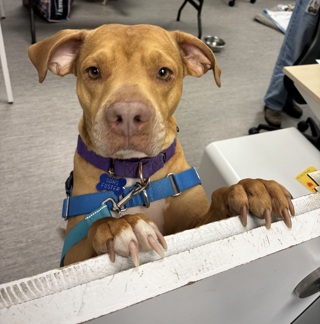 Available Pets – San Diego Humane Society