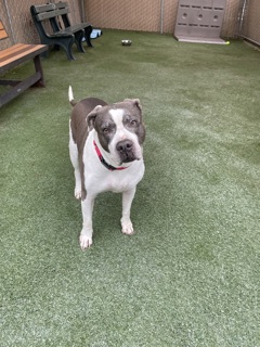 Available Pets | San Diego Humane Society