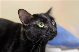 Nike Phantom VSN Gold Elite DF FG Pro:Direct Soccer