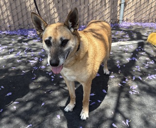 Available Pets | San Diego Humane Society