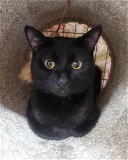 Gold Nike Hypervenom Phantom FG NEYMAR YouTube