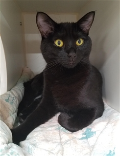 Nike React Phantom VSN Pro DF Turf Indoor Soccer Shoes