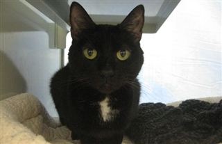 Nike Phantom Venom Elite FG VoetbalDirect