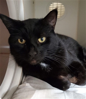 Nike Hypervenom Phantom II FG 2017 brown and black 又拍