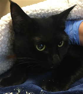 Nike Hypervenom PhantomX III Pro IC Indoor Soccer Shoes (Dark