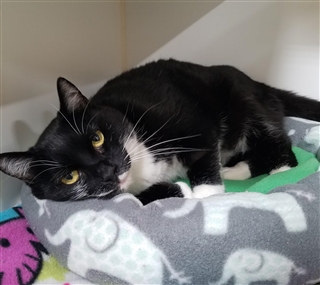 Comode Nike Hypervenom Phantom II FG Nero / Viola